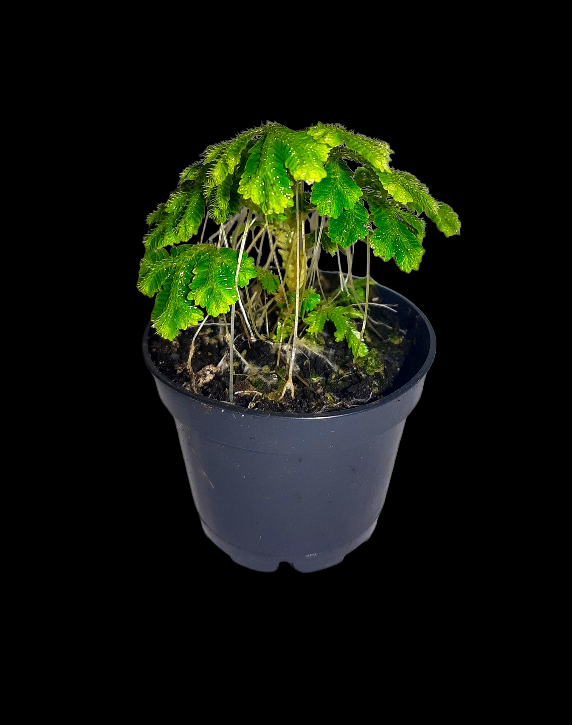 korbmarante größe Calathea White Fusion (Korbmarante) – Foliage Dreams main image 0