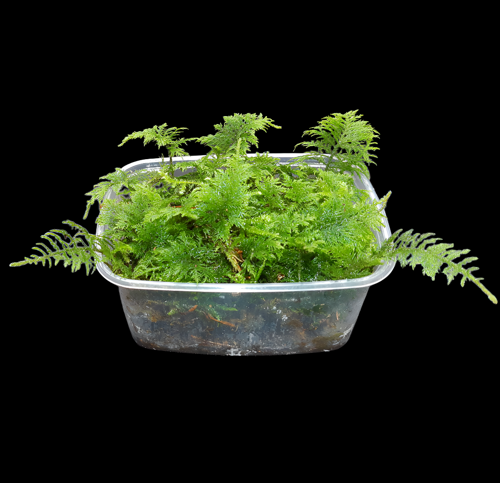 Moos 5 Sorten 25×35cm, Terrarienmoos lebend – Tims-Terraristik