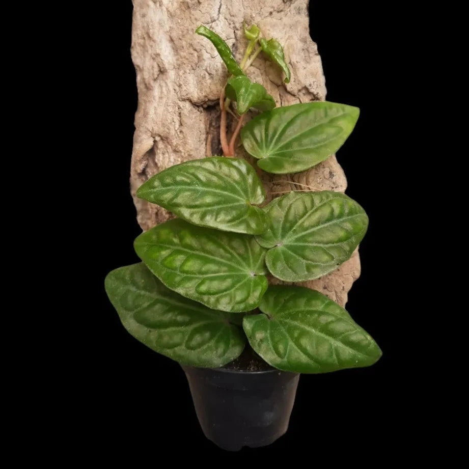 Piper ribesioides , Rankpflanze für Regenwald-Terrarien