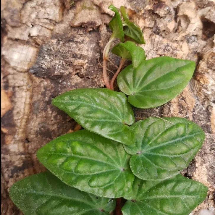 Piper ribesioides , Rankpflanze für Regenwald-Terrarien
