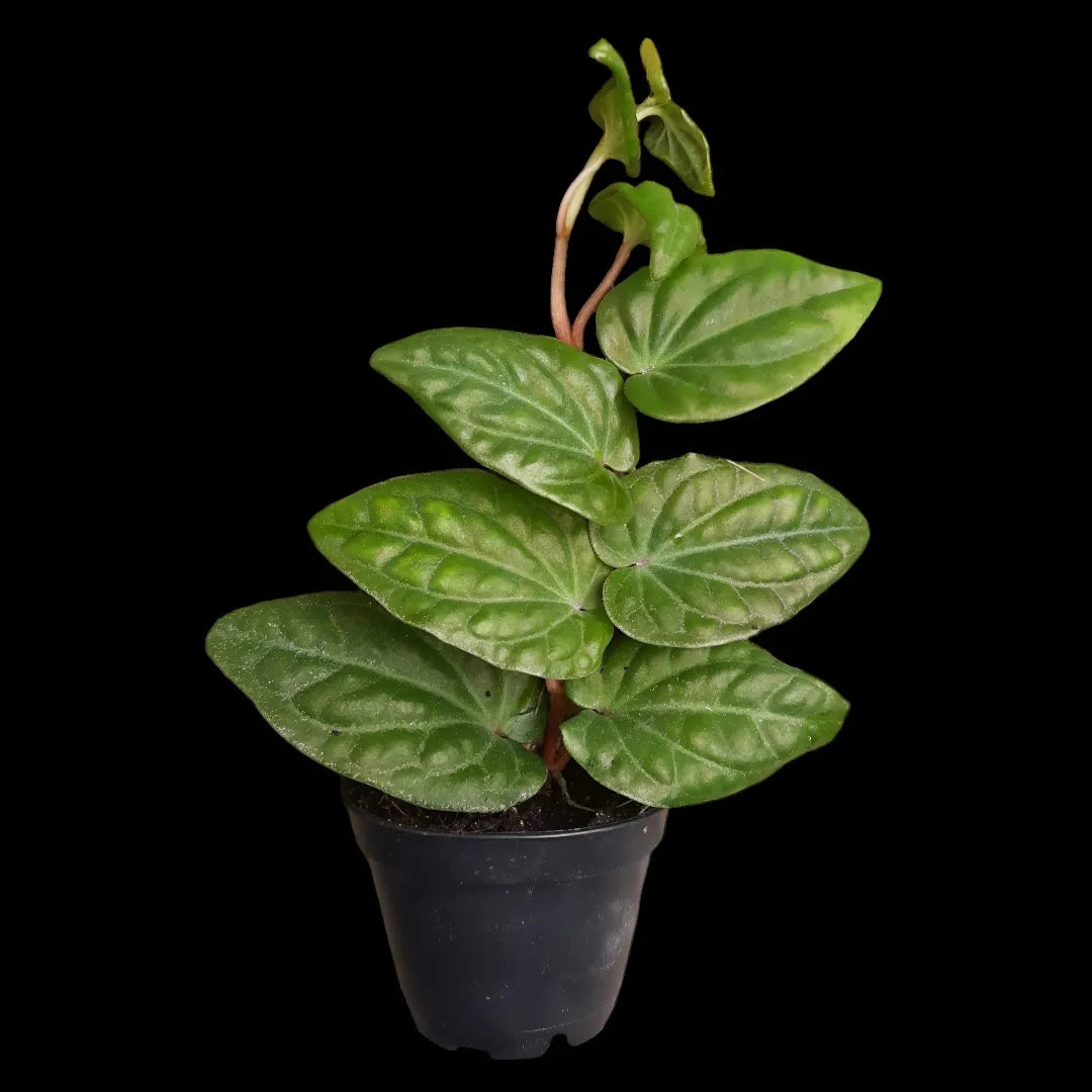 Piper ribesioides , Rankpflanze für Regenwald-Terrarien