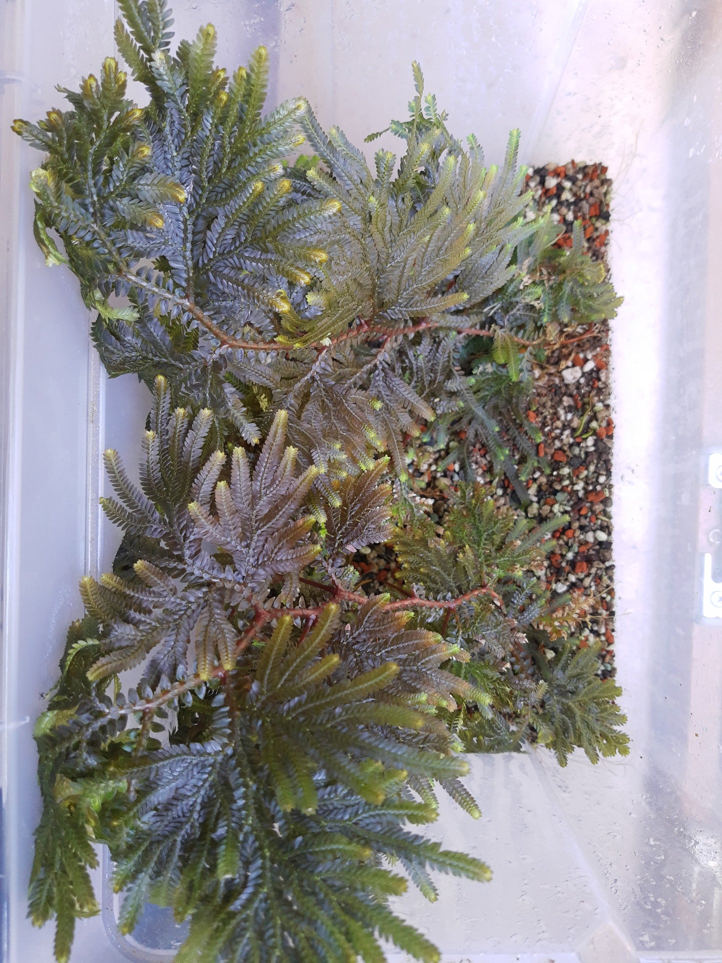 Selaginella willdenowii
