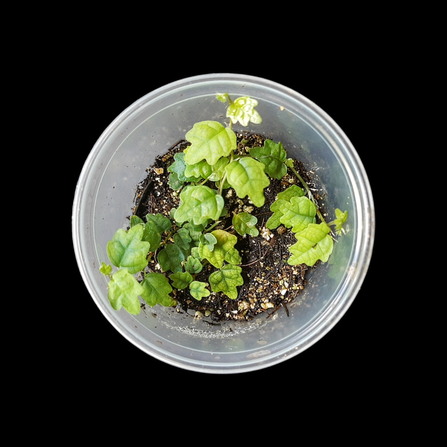 Ficus quercifolia scandens, Rankpflanze für Regenwald-Terrarien