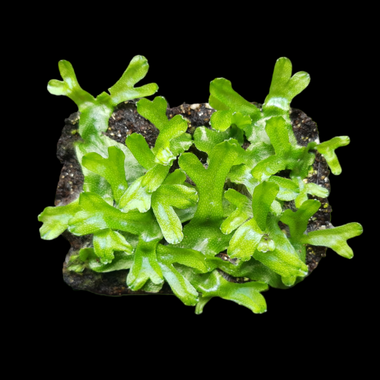 KegelkopfMoos, Lebermoos, Terrarienmoos, Pflanzen Flaschengarten