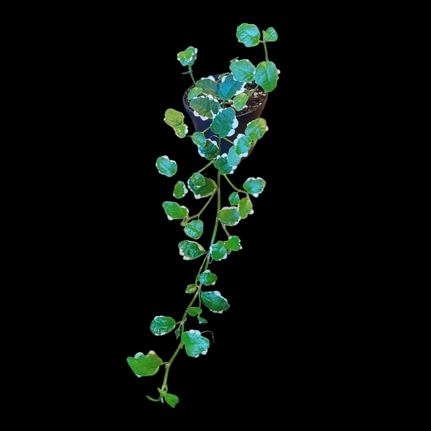 Weiß gefleckter Ficus Pumila im Topf vor schwarzem Hintergrund,
