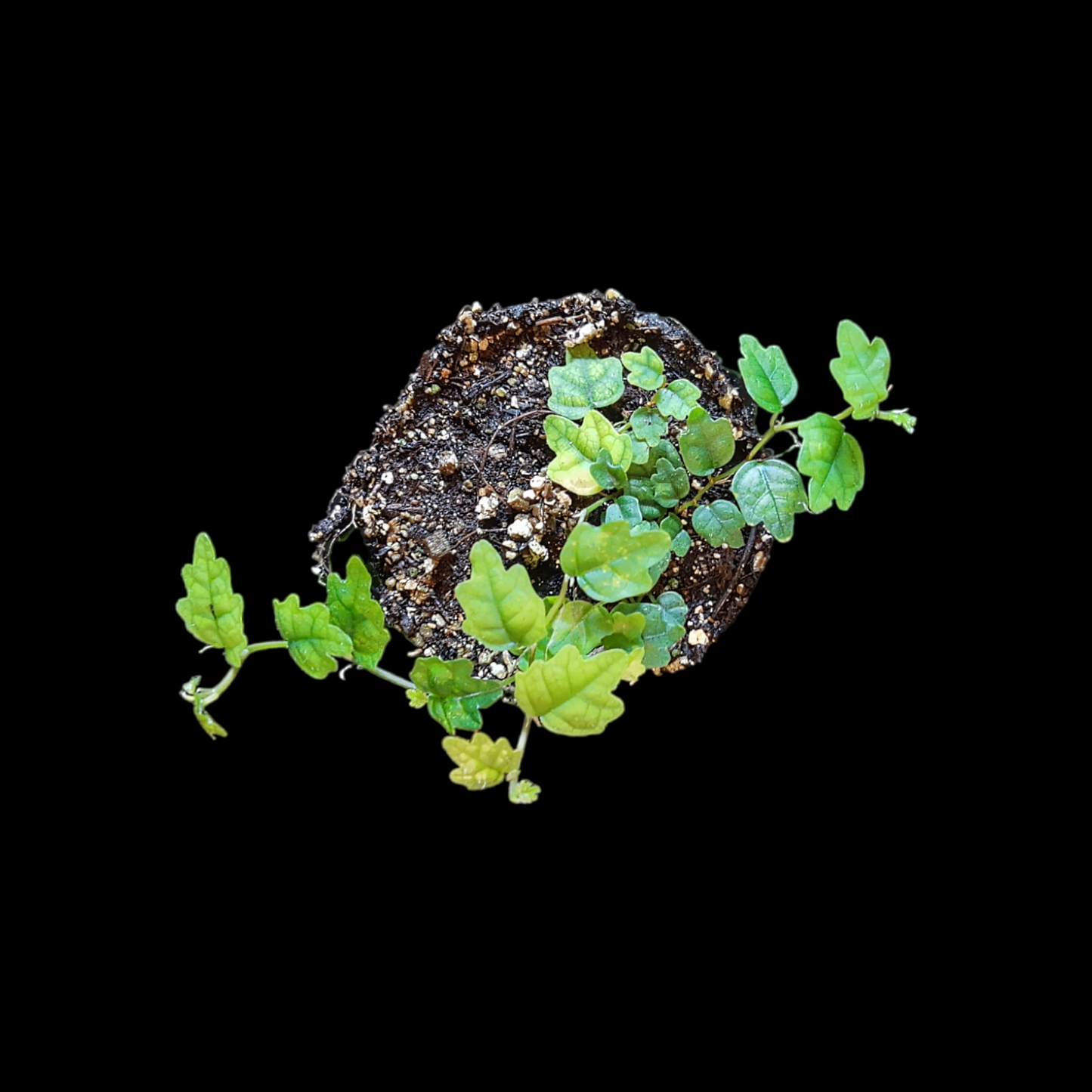 Ficus quercifolia scandens, Rankpflanze für Regenwald-Terrarien