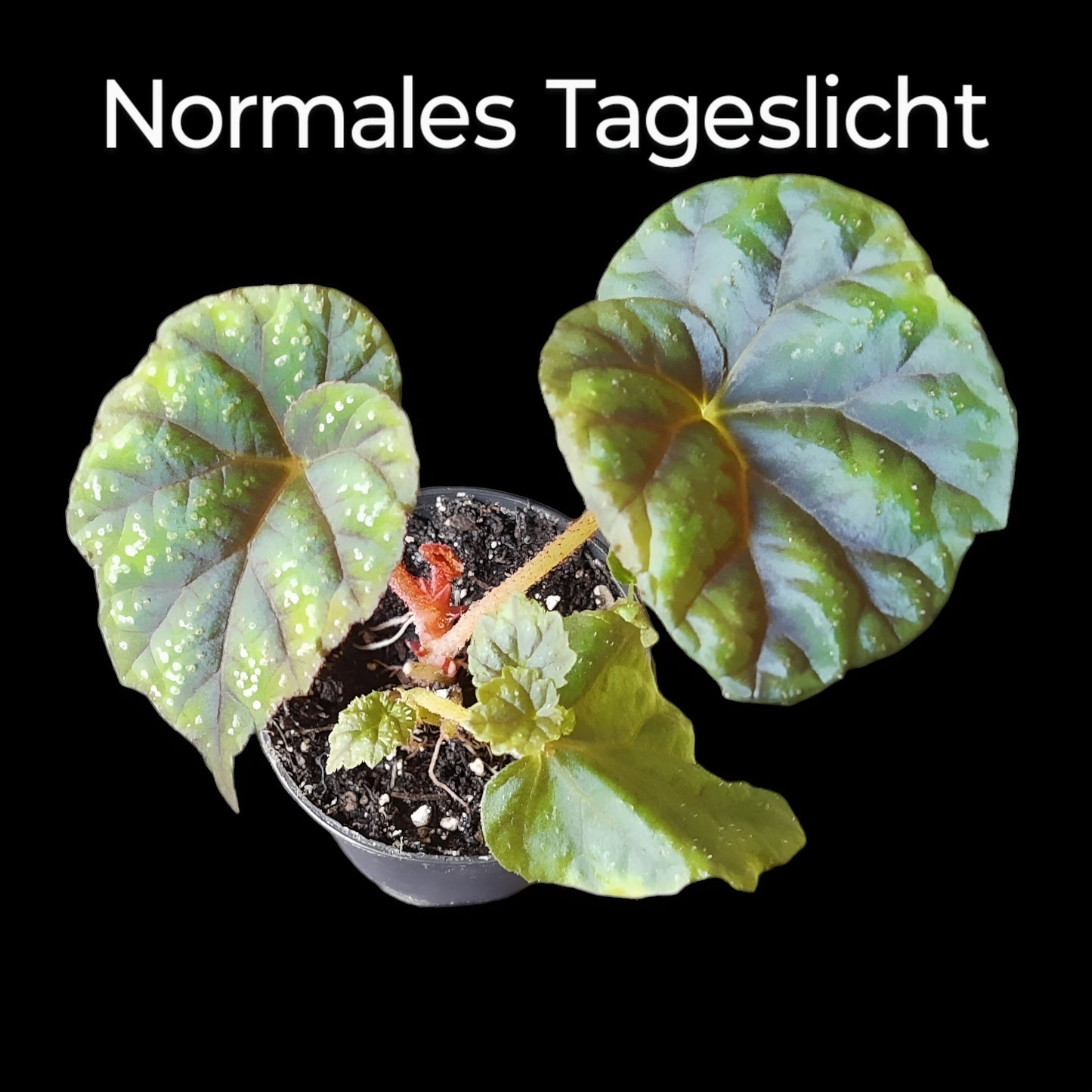 Rarität! Begonia shiwanshanensis