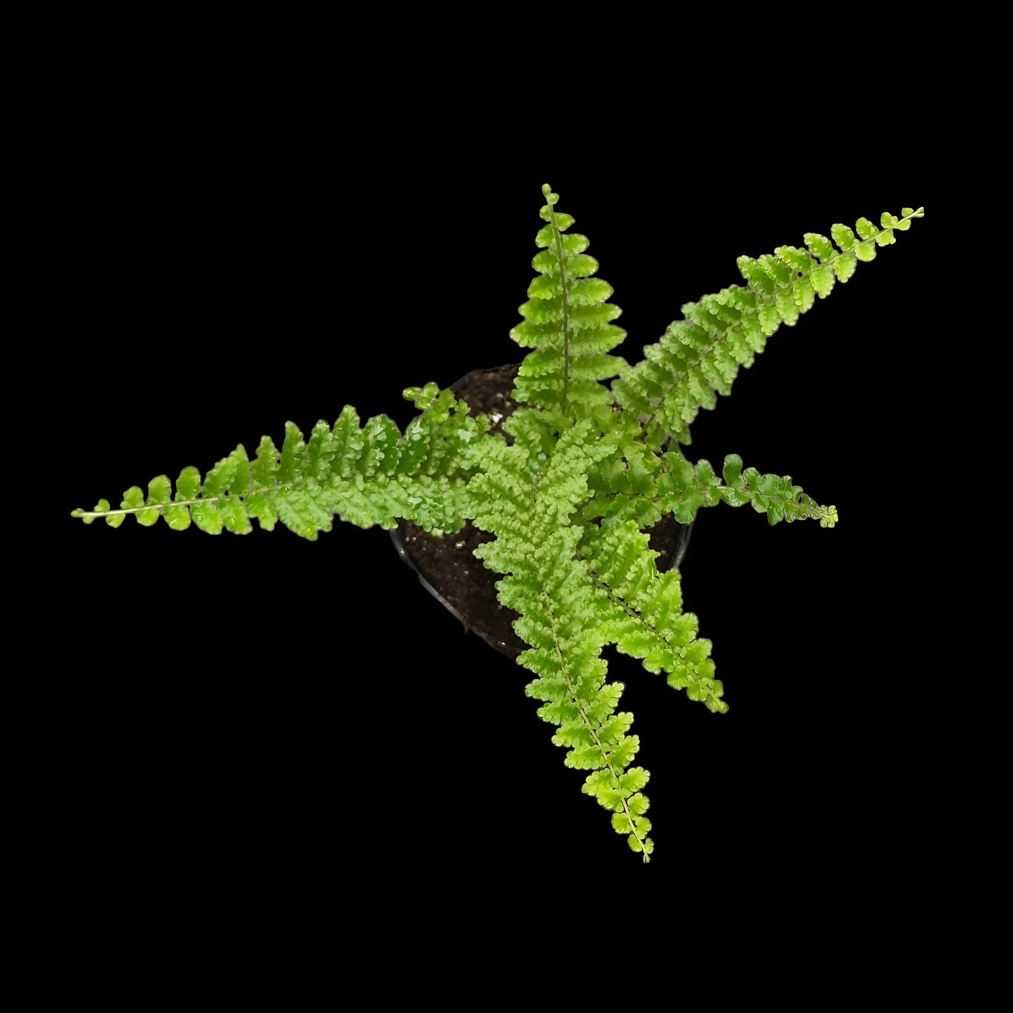 Nephrolepis exaltata, Schwertfarn