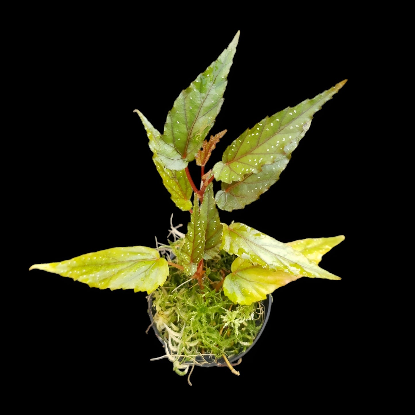 Begonia taiwaniana im Topf