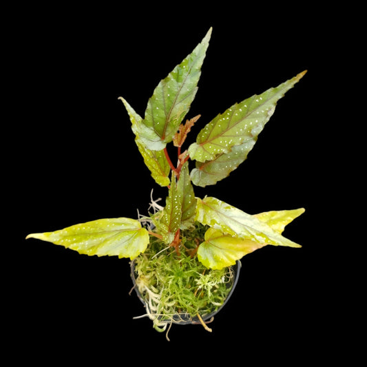 Begonia taiwaniana im Topf