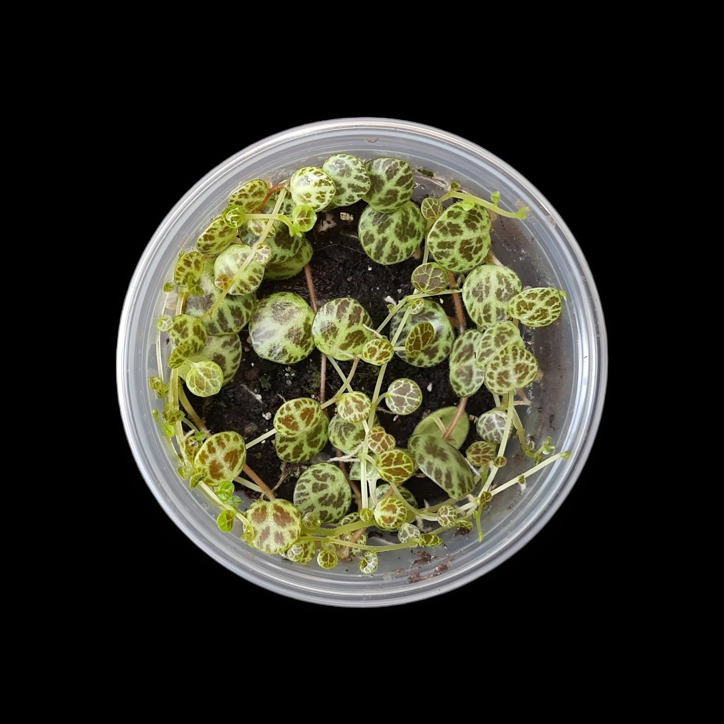 Farbenfrohe toll gemusterte Peperomia prostrata in einer Dose vor schwarzem Hintergrund