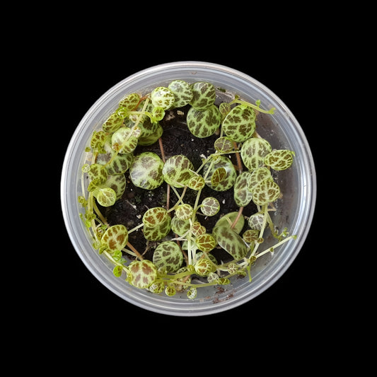 Farbenfrohe toll gemusterte Peperomia prostrata in einer Dose vor schwarzem Hintergrund