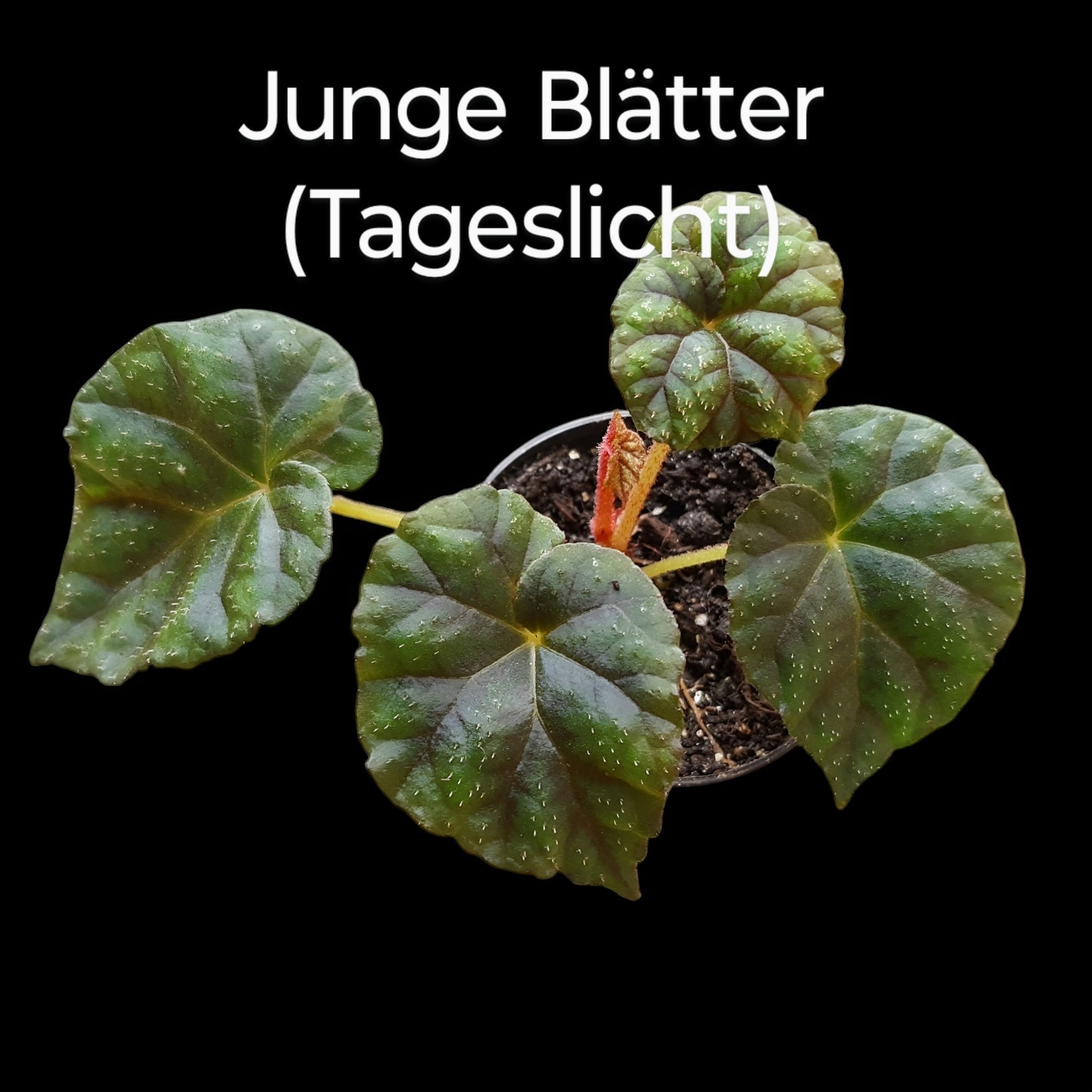 Rarität! Begonia shiwanshanensis