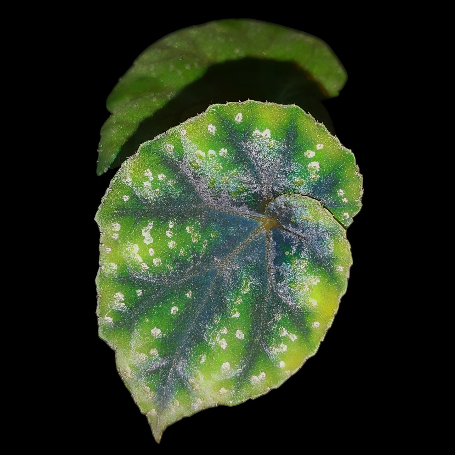 Rarität! Begonia shiwanshanensis