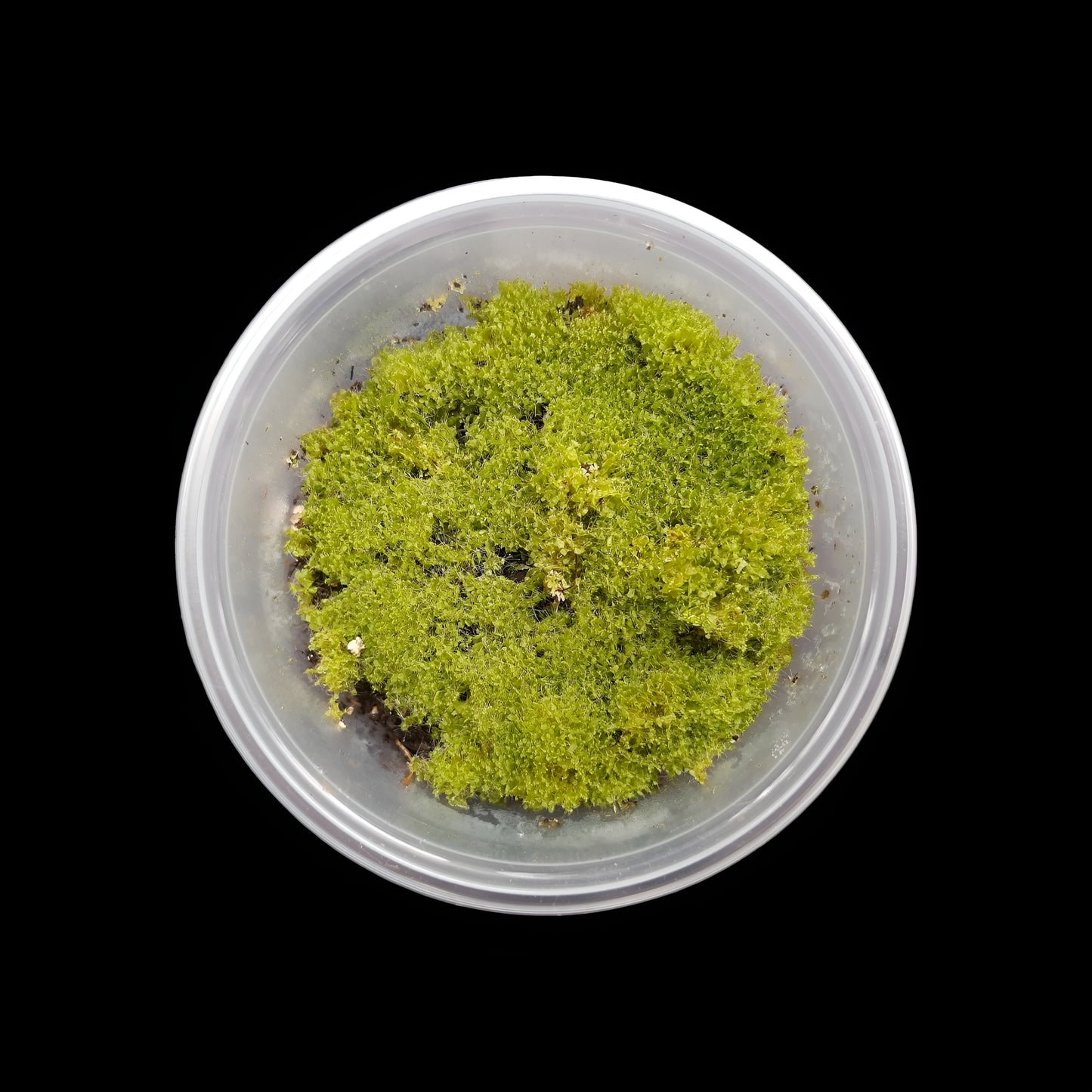 Antrophyum cf. plantagineum in transparenter Kunststoff Dose, schwarzer Hintergrund