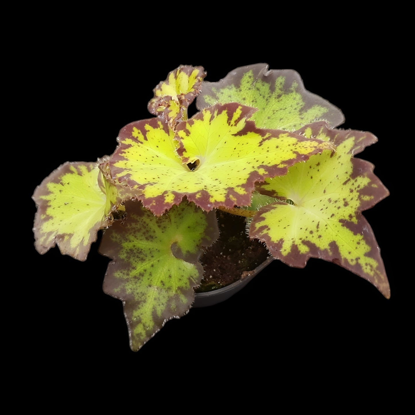 Bunte Begonia bowerae vor schwarzem Hintergrund