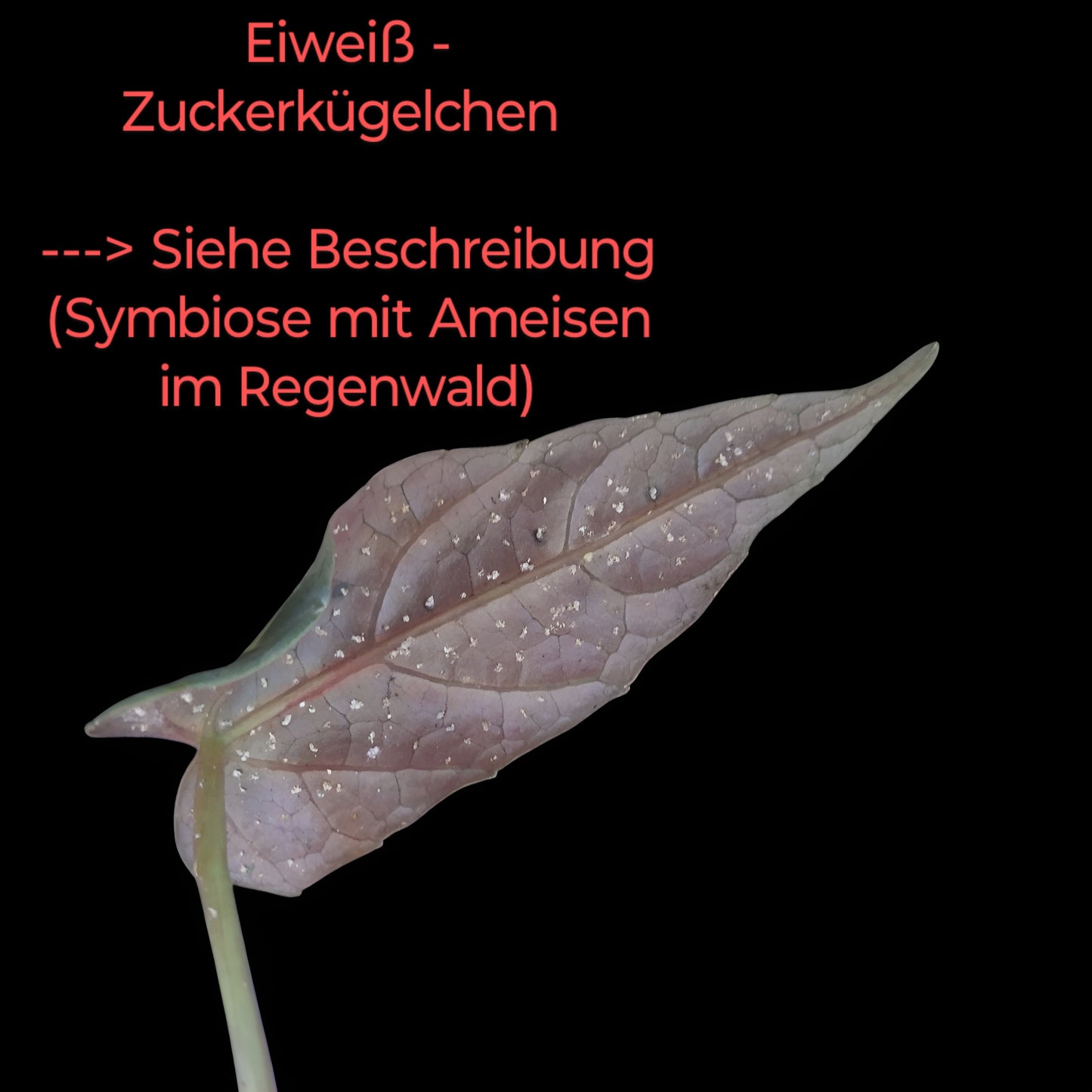 Cissus Amazonica