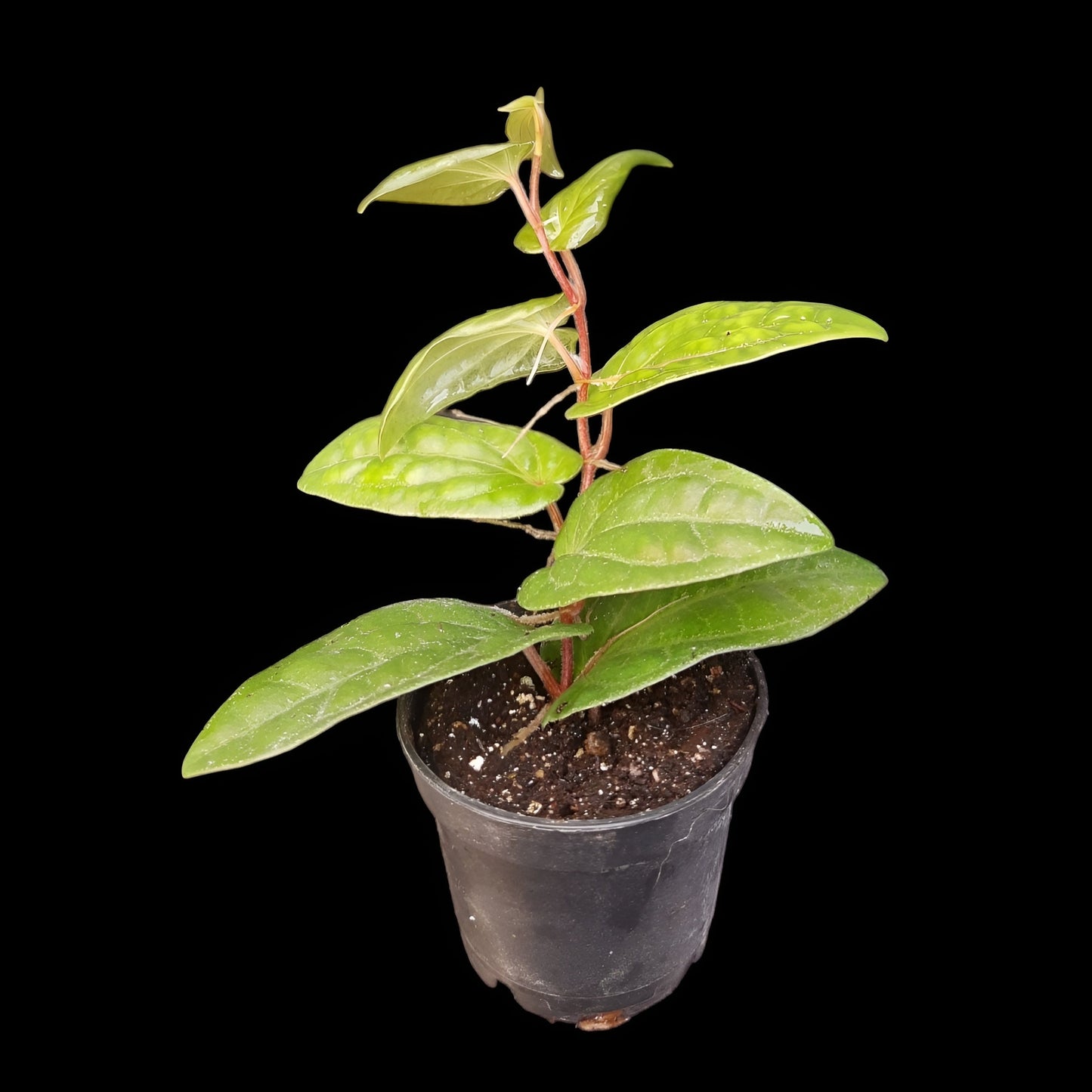 Piper ribesioides , Rankpflanze für Regenwald-Terrarien