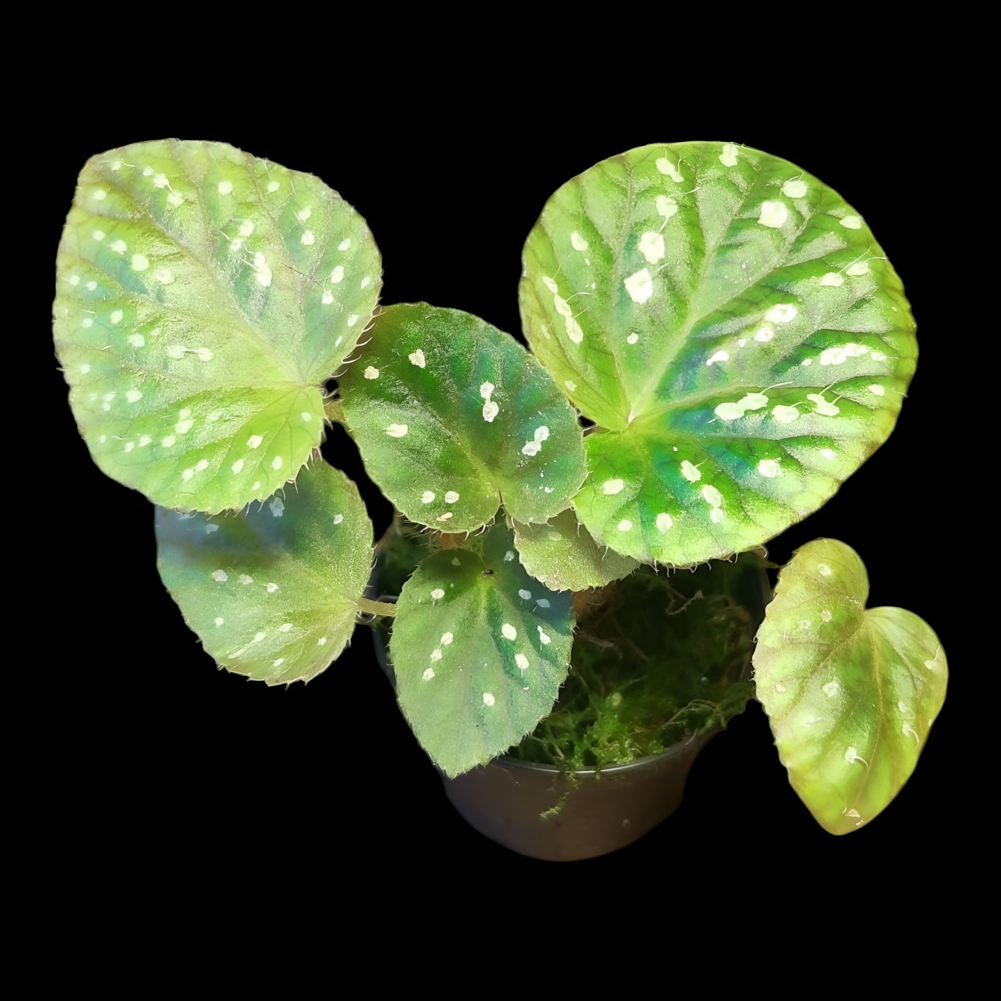 Begonia U681