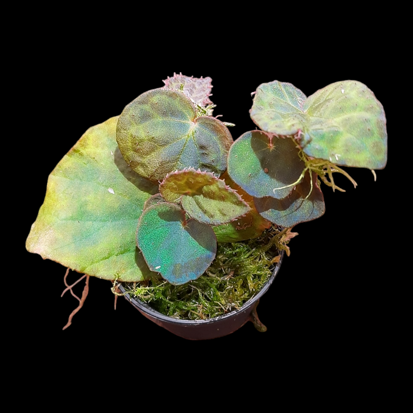 RaritÀt! Begonia rockii