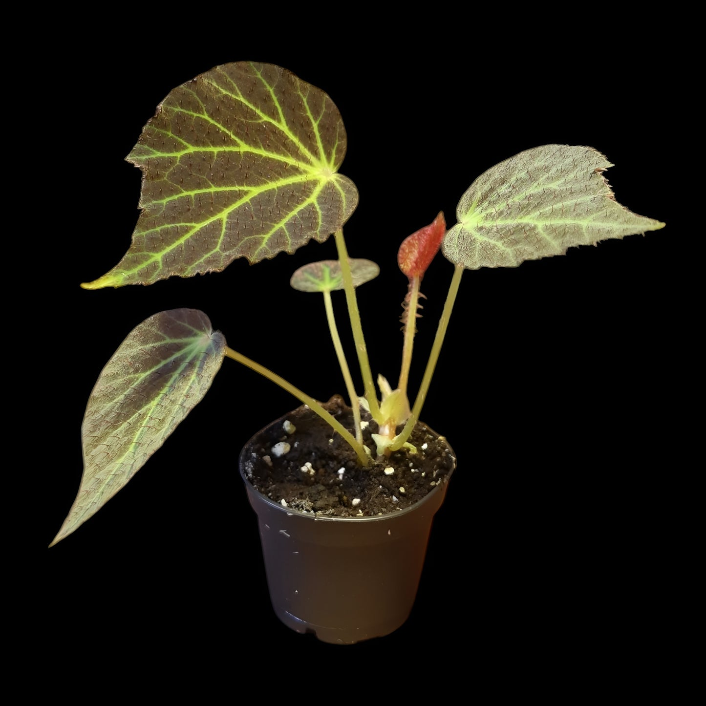 Begonia chloroneura