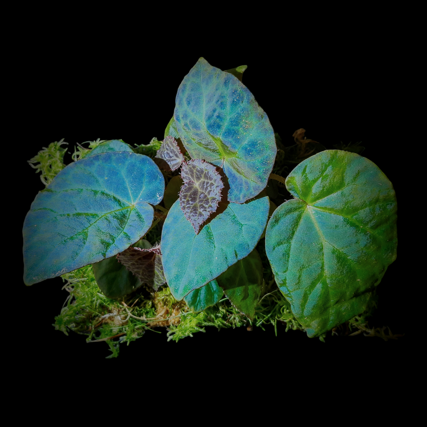 Blau iridescendierende Begonia rockii