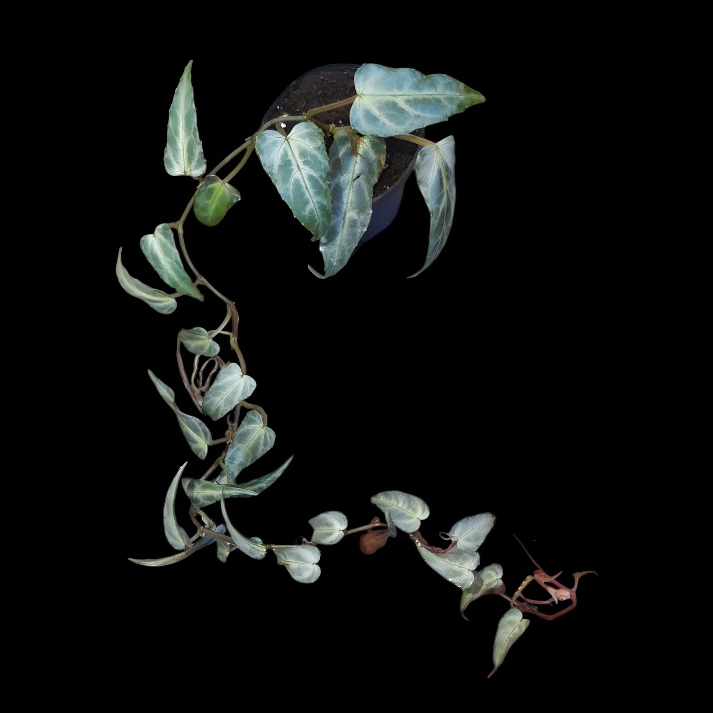 Cissus Amazonica