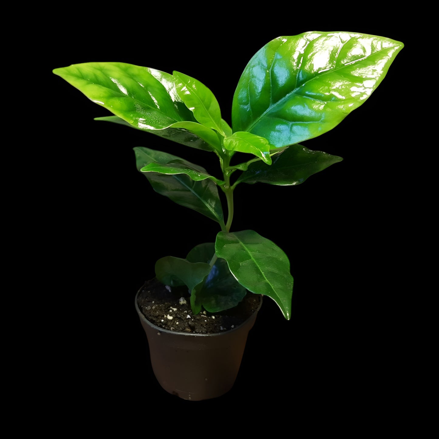 Coffea arabica
