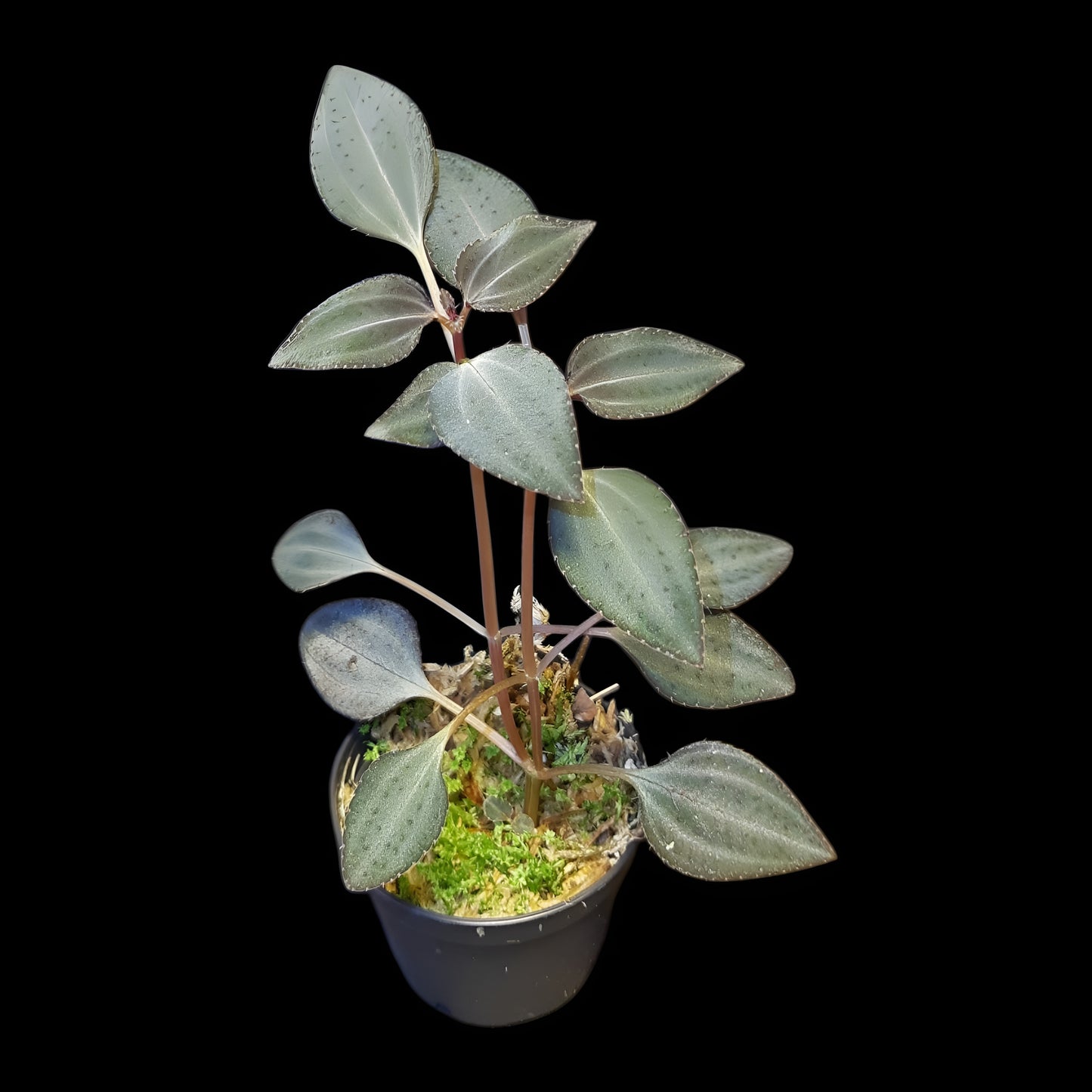 Arthrostemma parvifolium