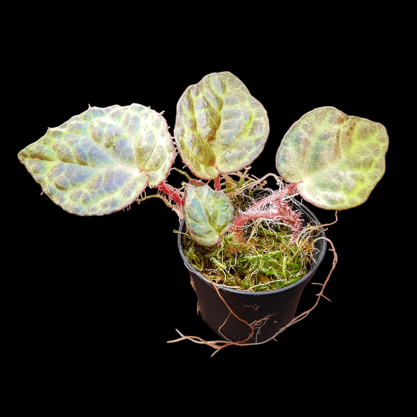 RaritÀt! Begonia rockii