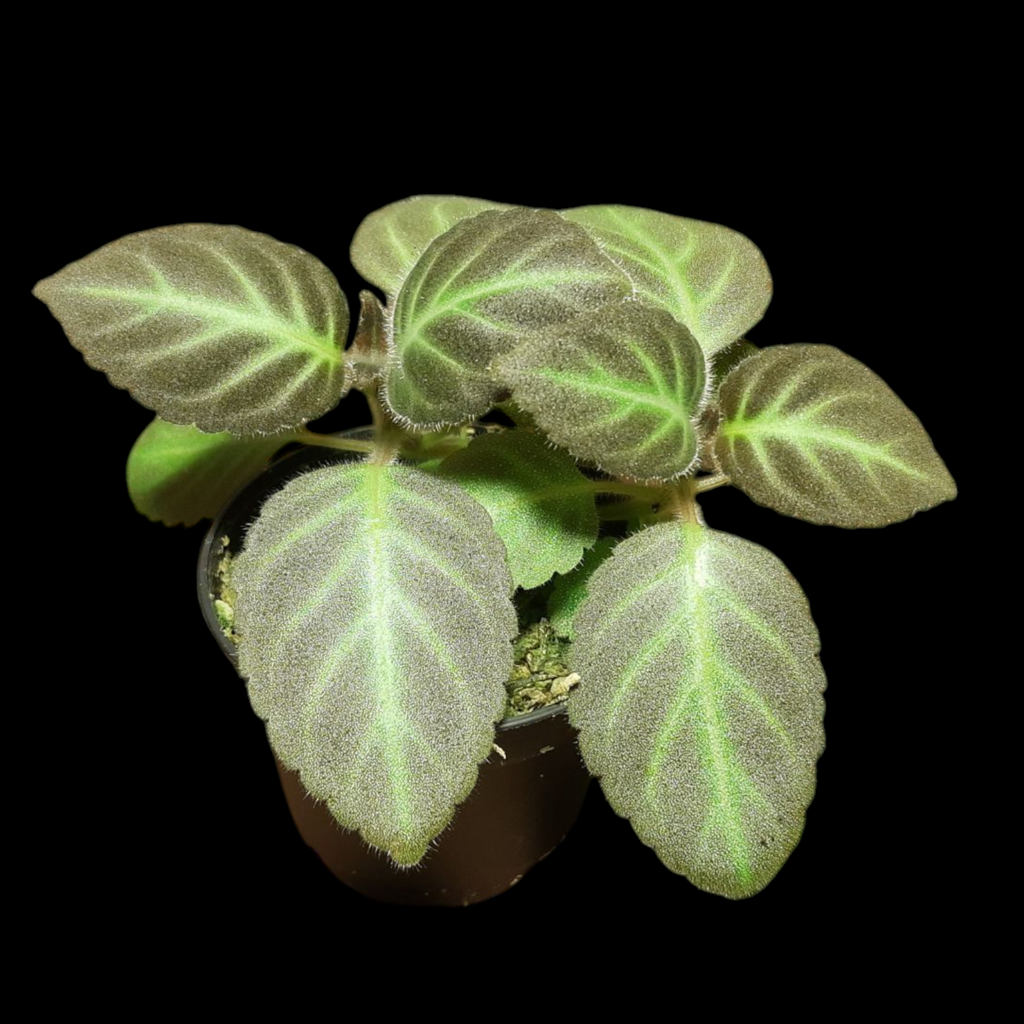 Gloxinella lindeniana