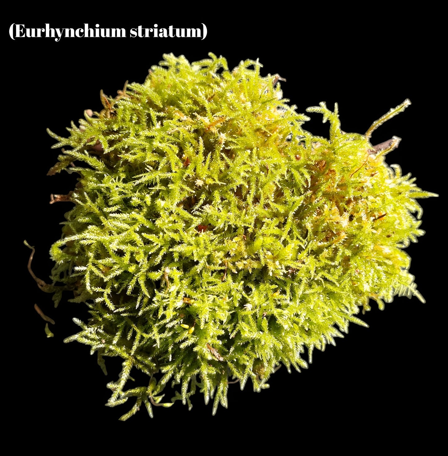 Gestreiftes Schönschnabelmoos (Eurhynchium striatum)