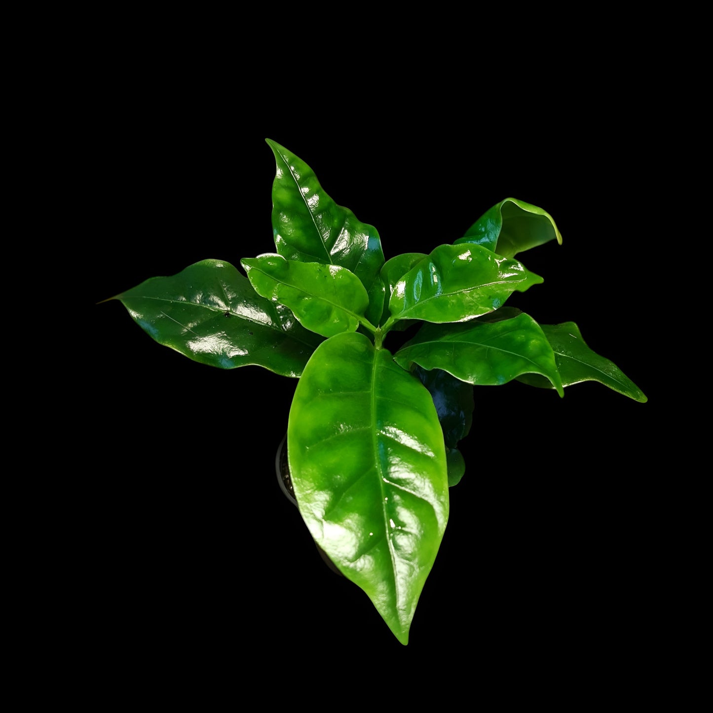 Coffea arabica