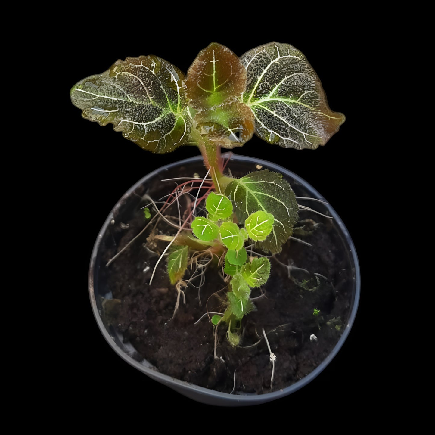 Pearcea hypocyrtiflora