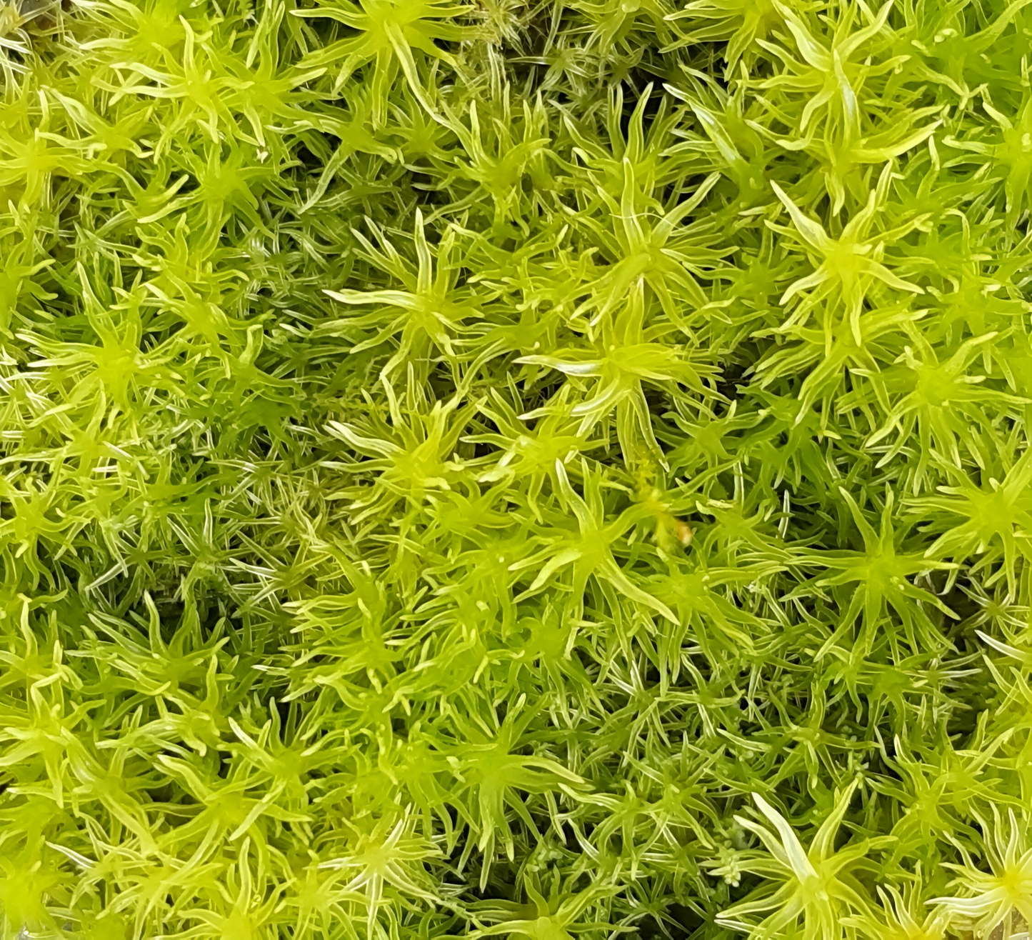 Weißmoos (Leucobryum glaucum)