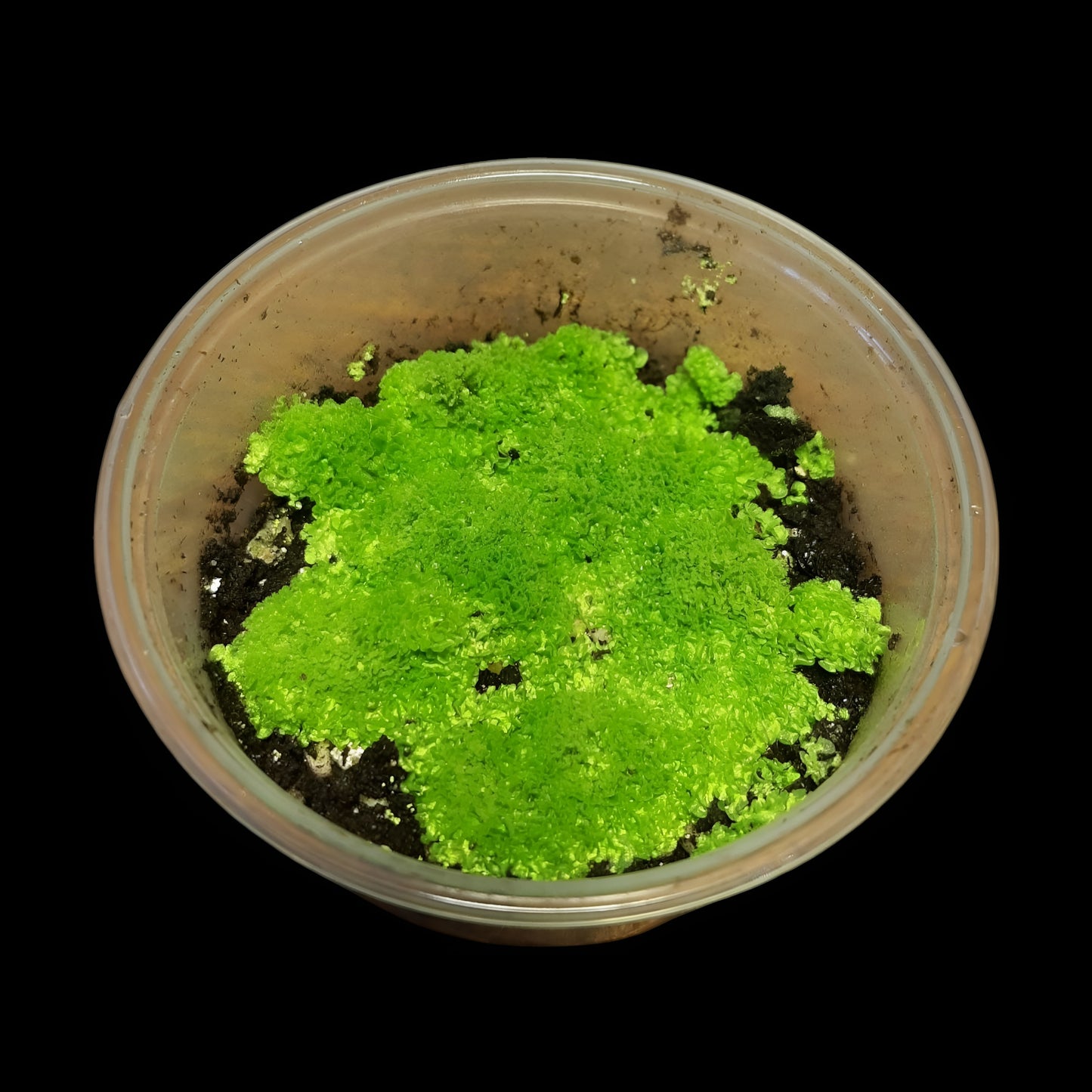 Rarität! Antrophyum cf. plantagineum, Mini Farn, (Bodendecker und Rückwandbegrünung)