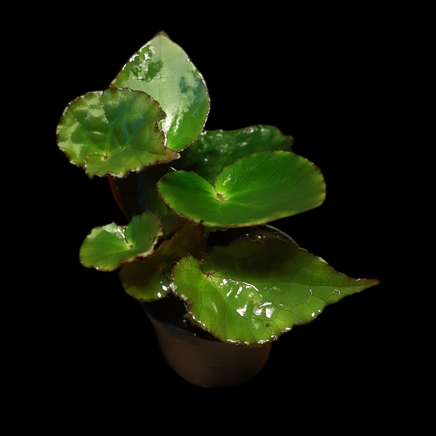 Begonia ferox