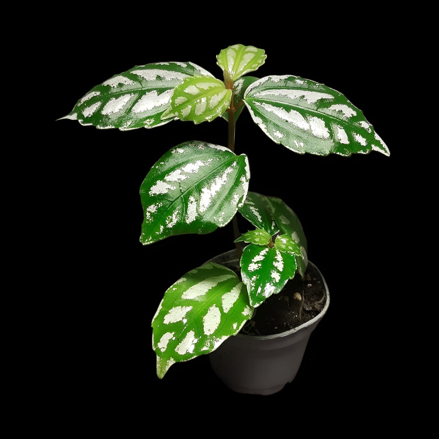 Pilea cadierei