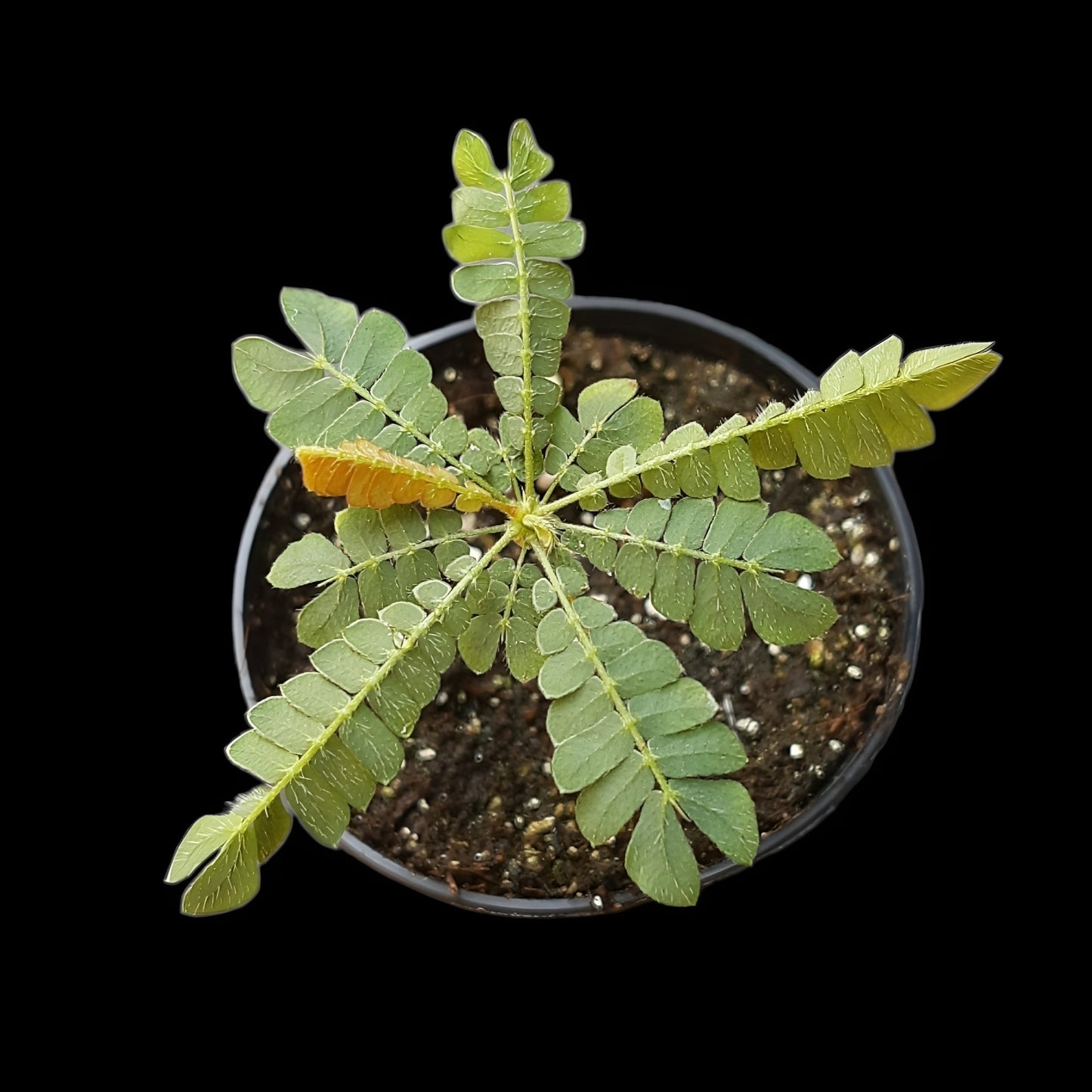 Biophytum sensitivum, Südseepalme