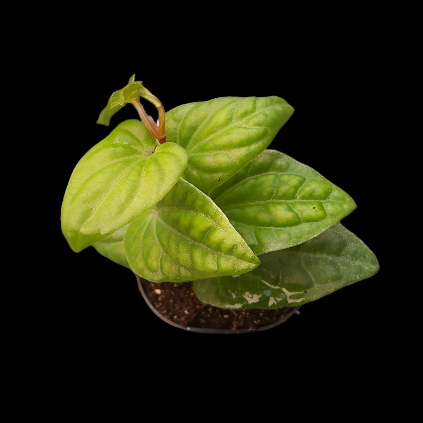 Piper ribesioides , Rankpflanze für Regenwald-Terrarien