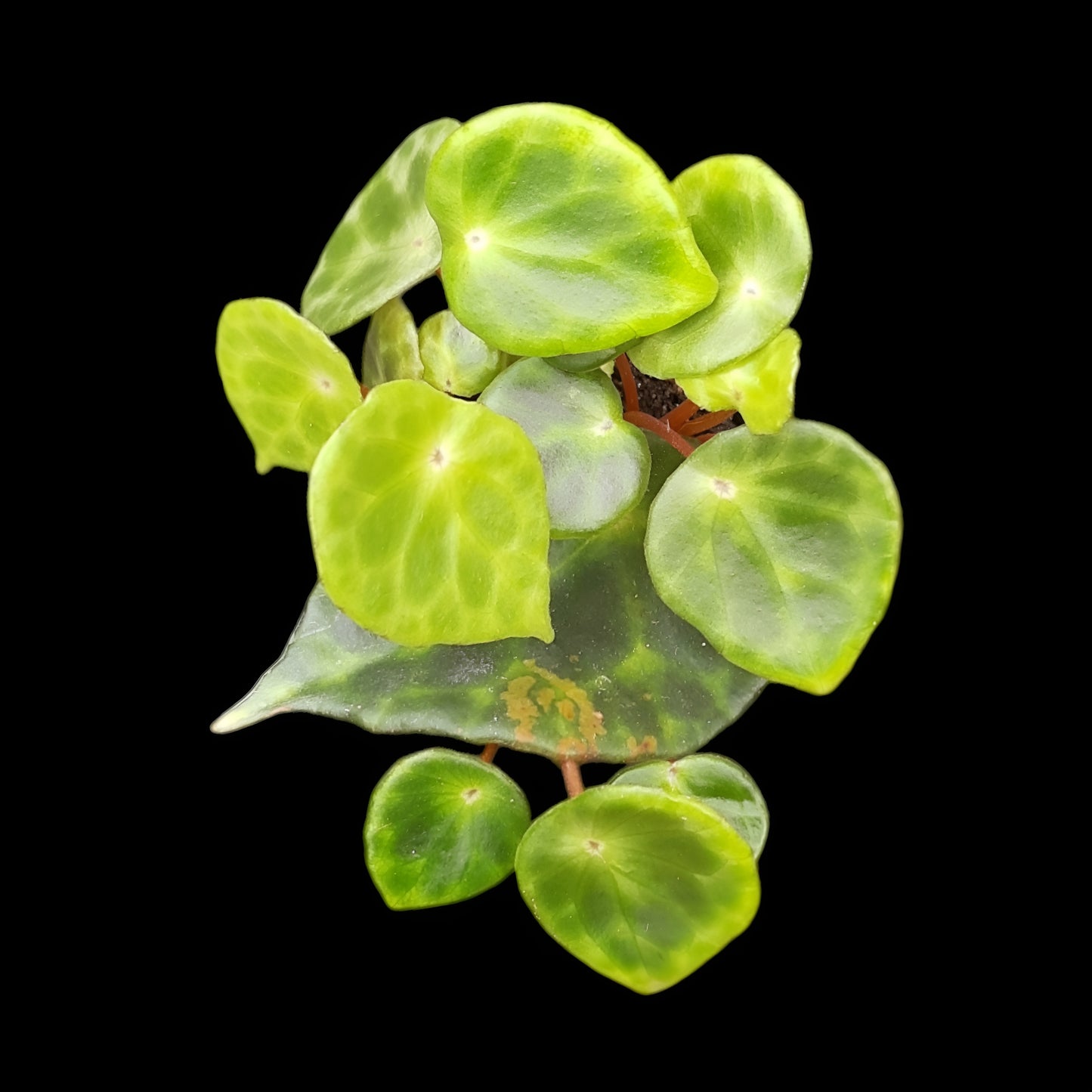 Begonia kingiana vor schwarzem Hintergrund