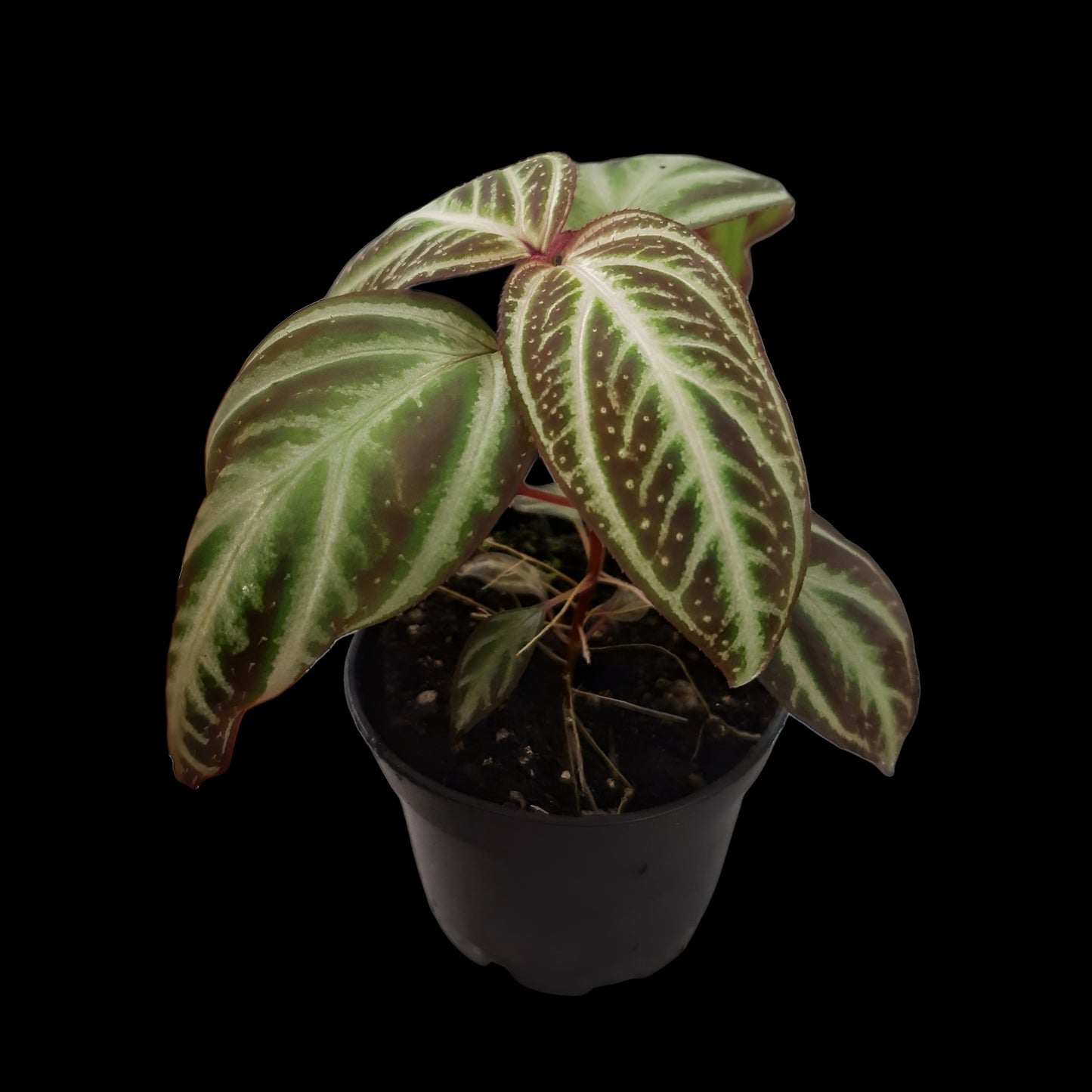 Sonerila sp. Sumatra