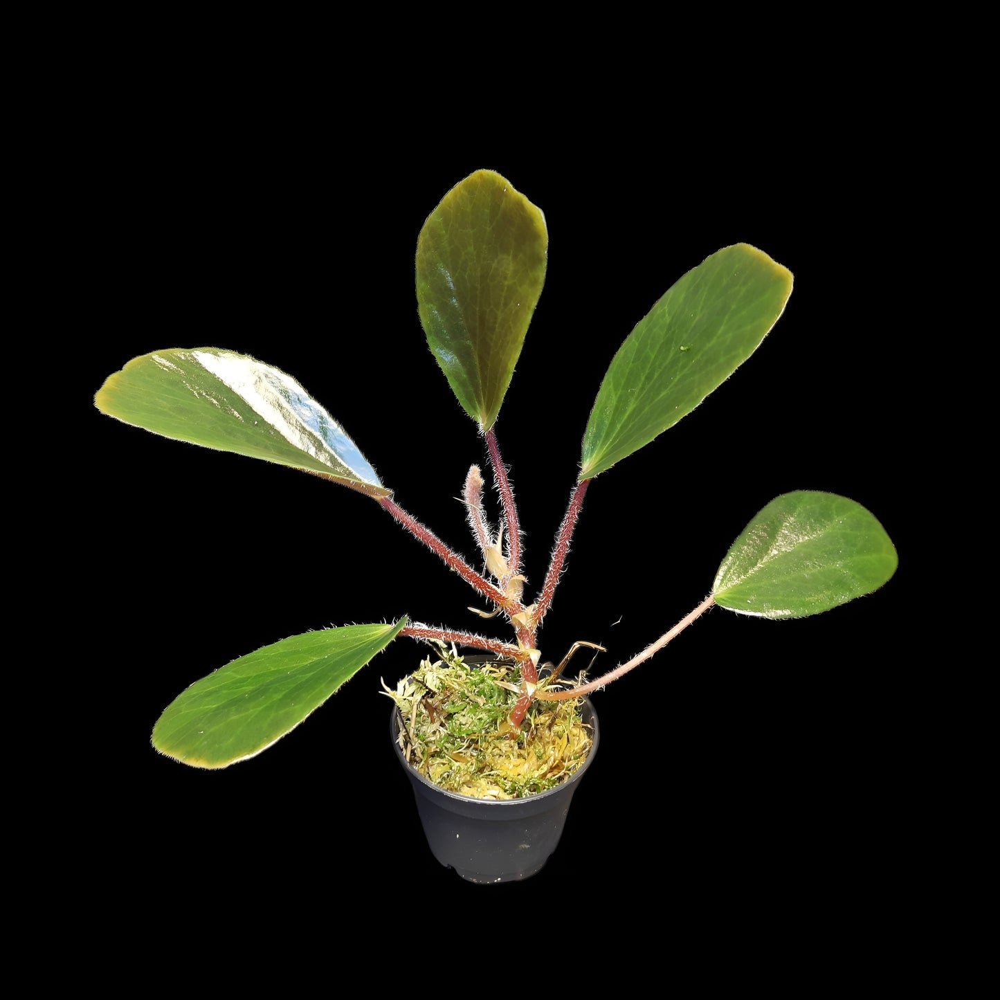 Begonia blancii