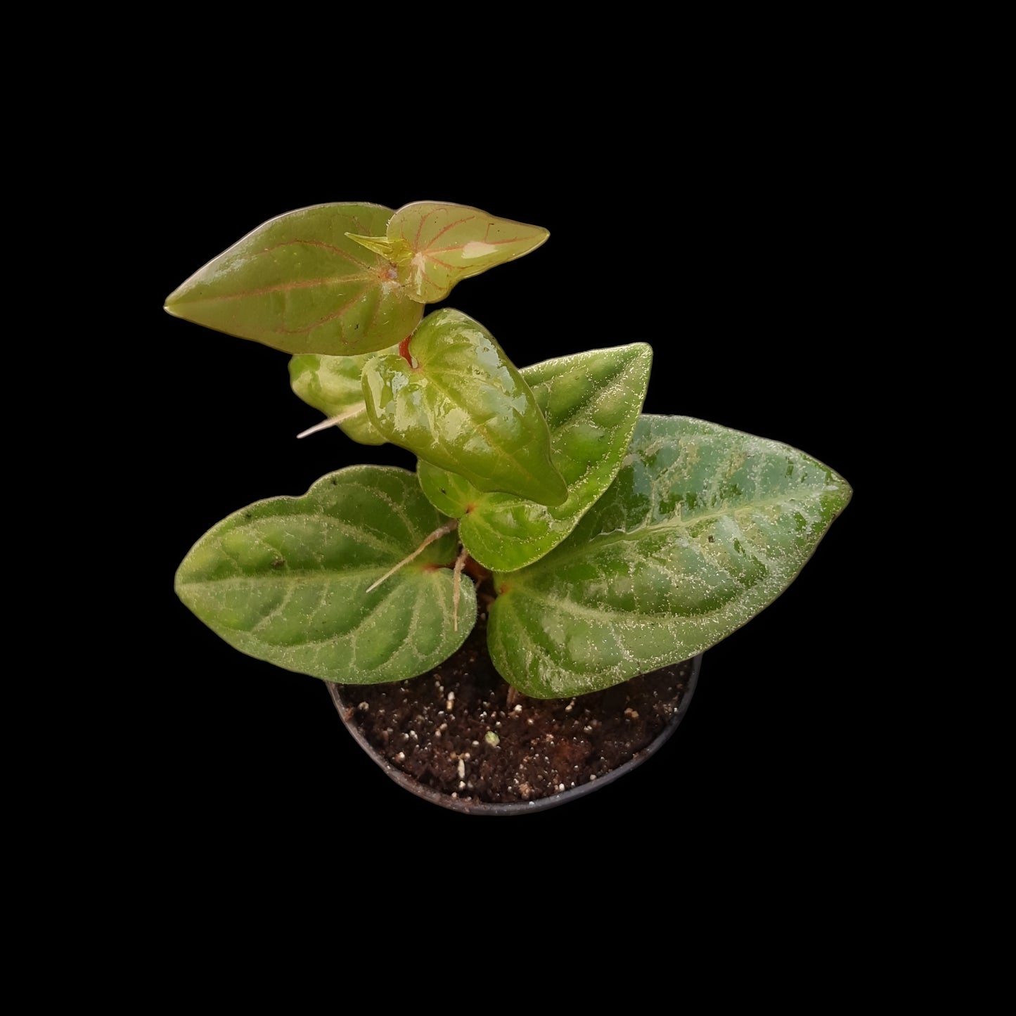 Piper ribesioides , Rankpflanze für Regenwald-Terrarien
