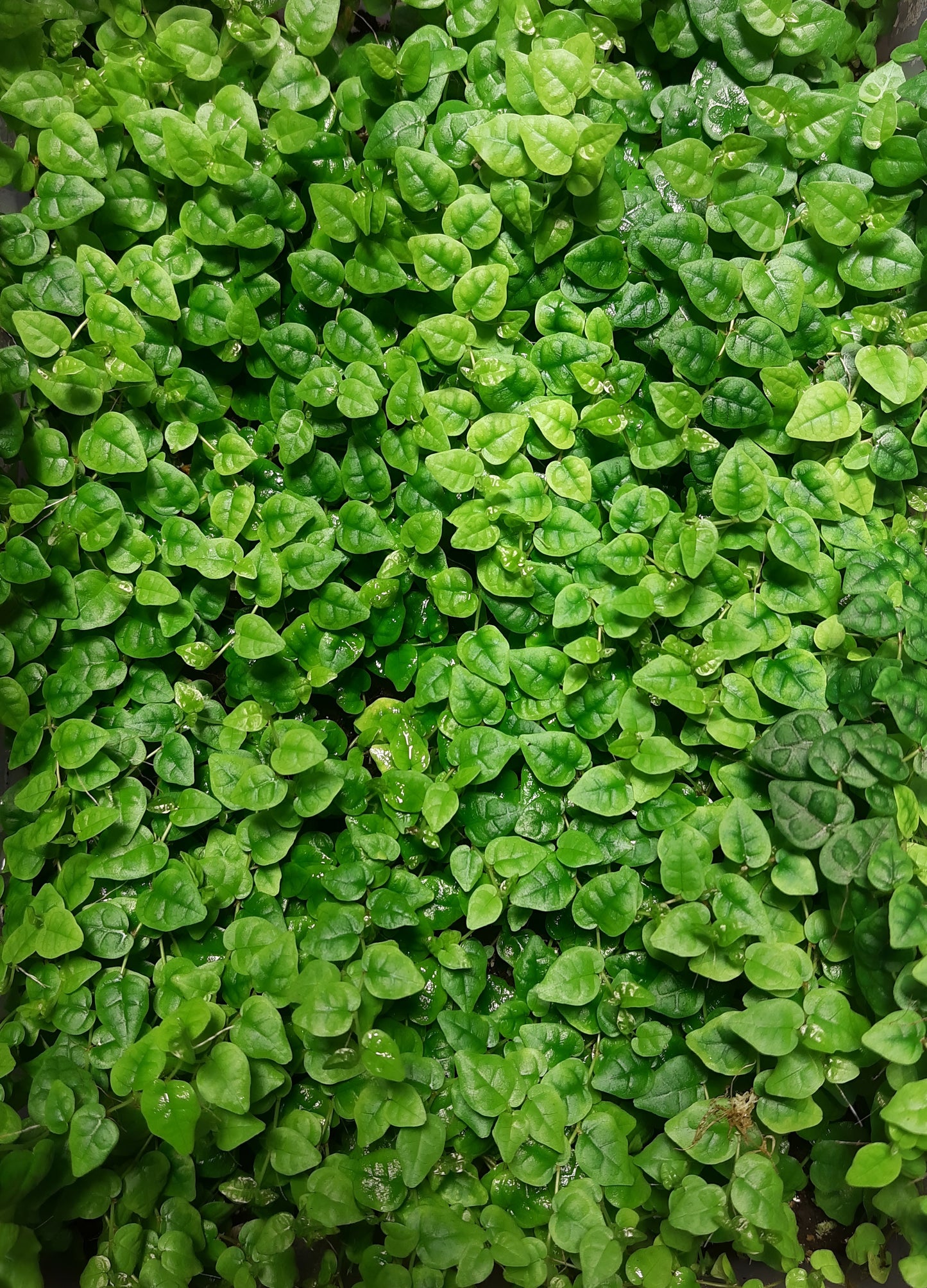 Ficus pumila minima, Rankpflanze für Regenwald-Terrarien