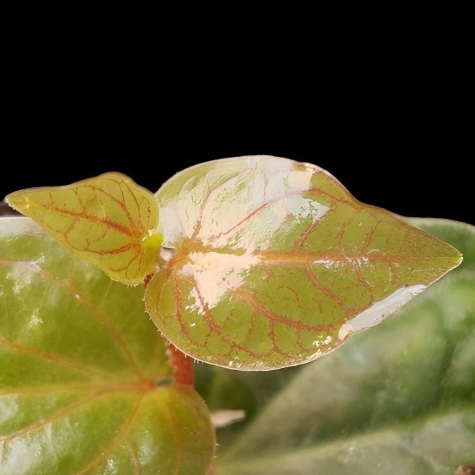 Piper ribesioides , Rankpflanze für Regenwald-Terrarien