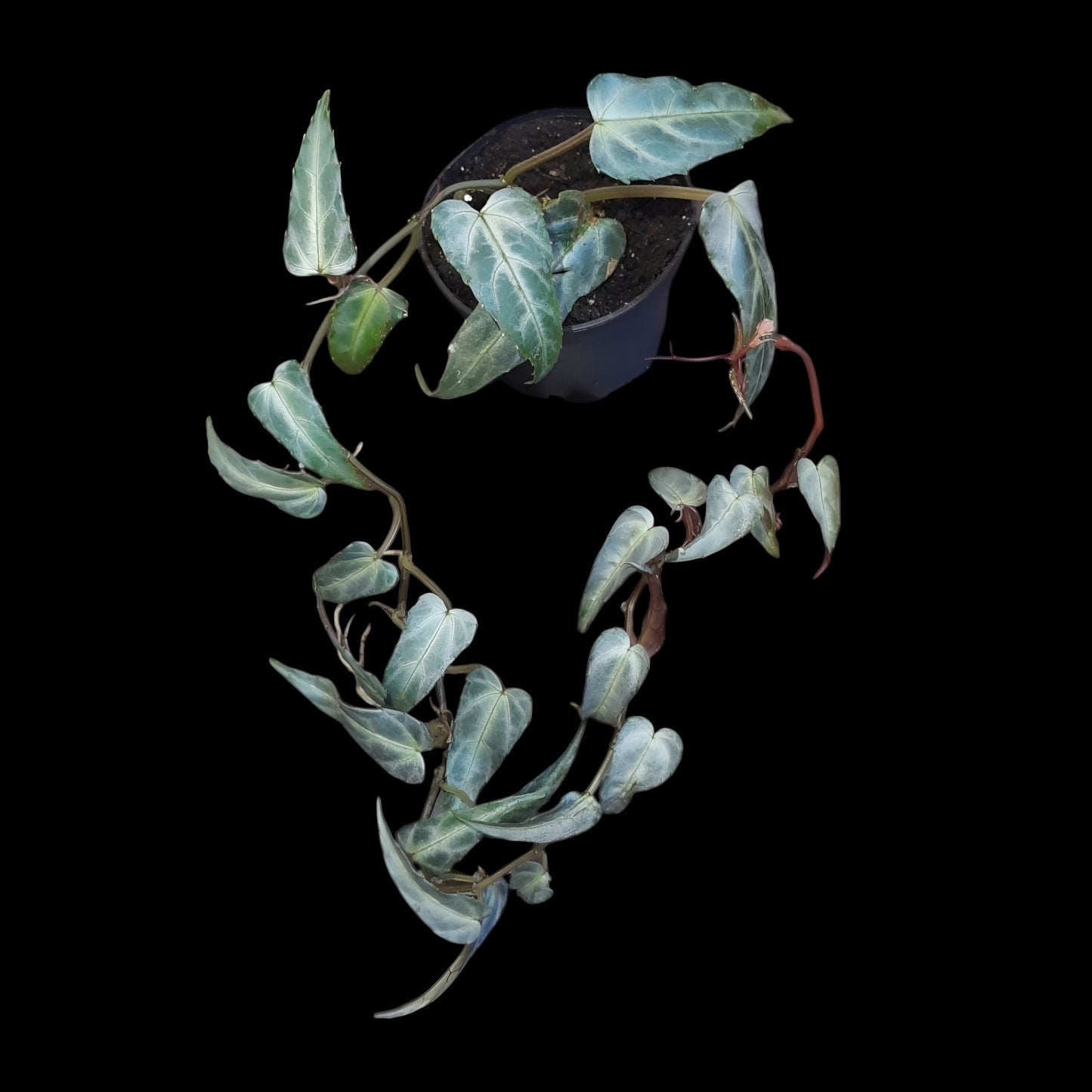 Cissus Amazonica