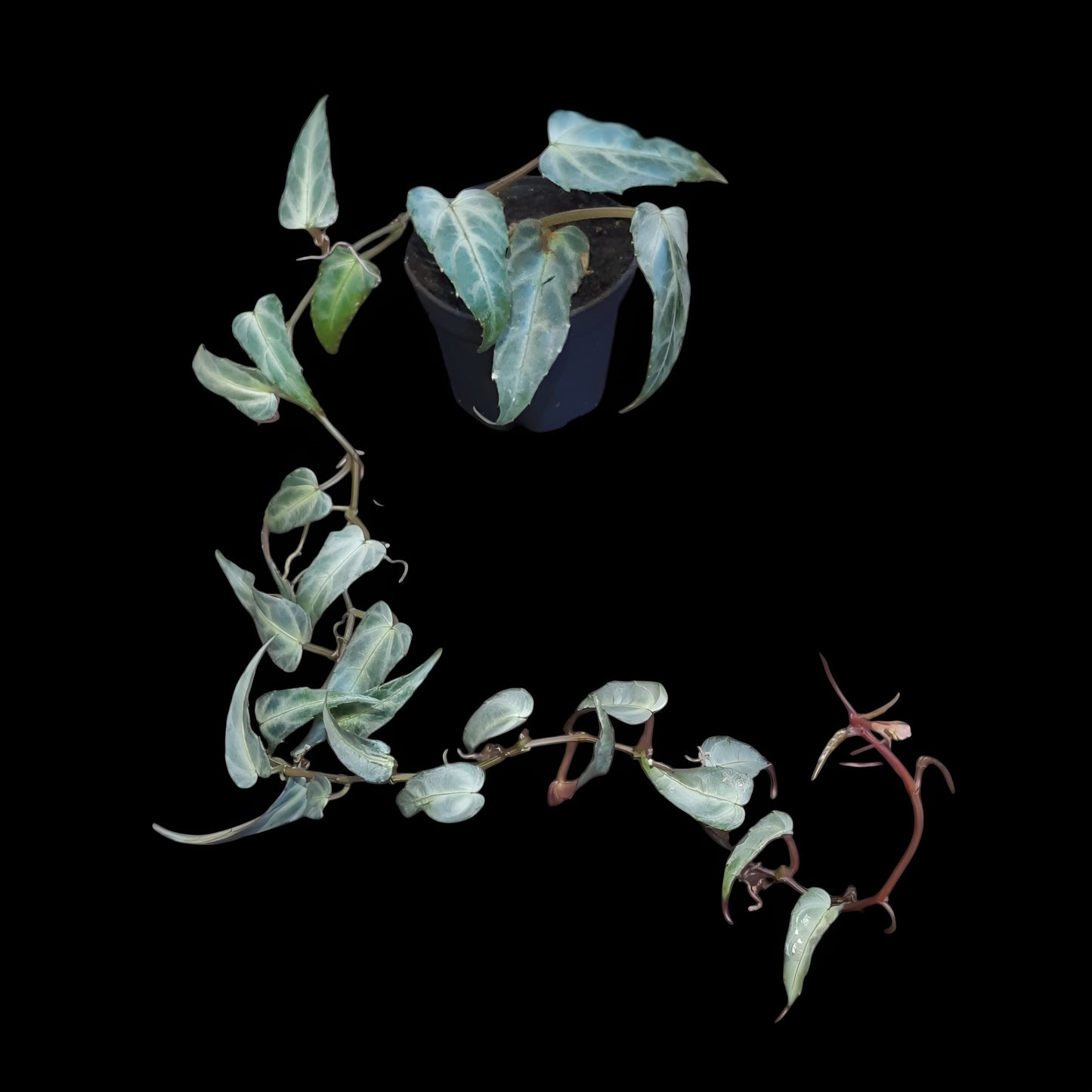 Cissus Amazonica