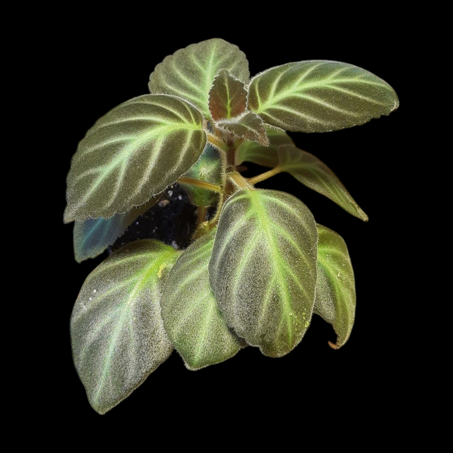 Gloxinella lindeniana