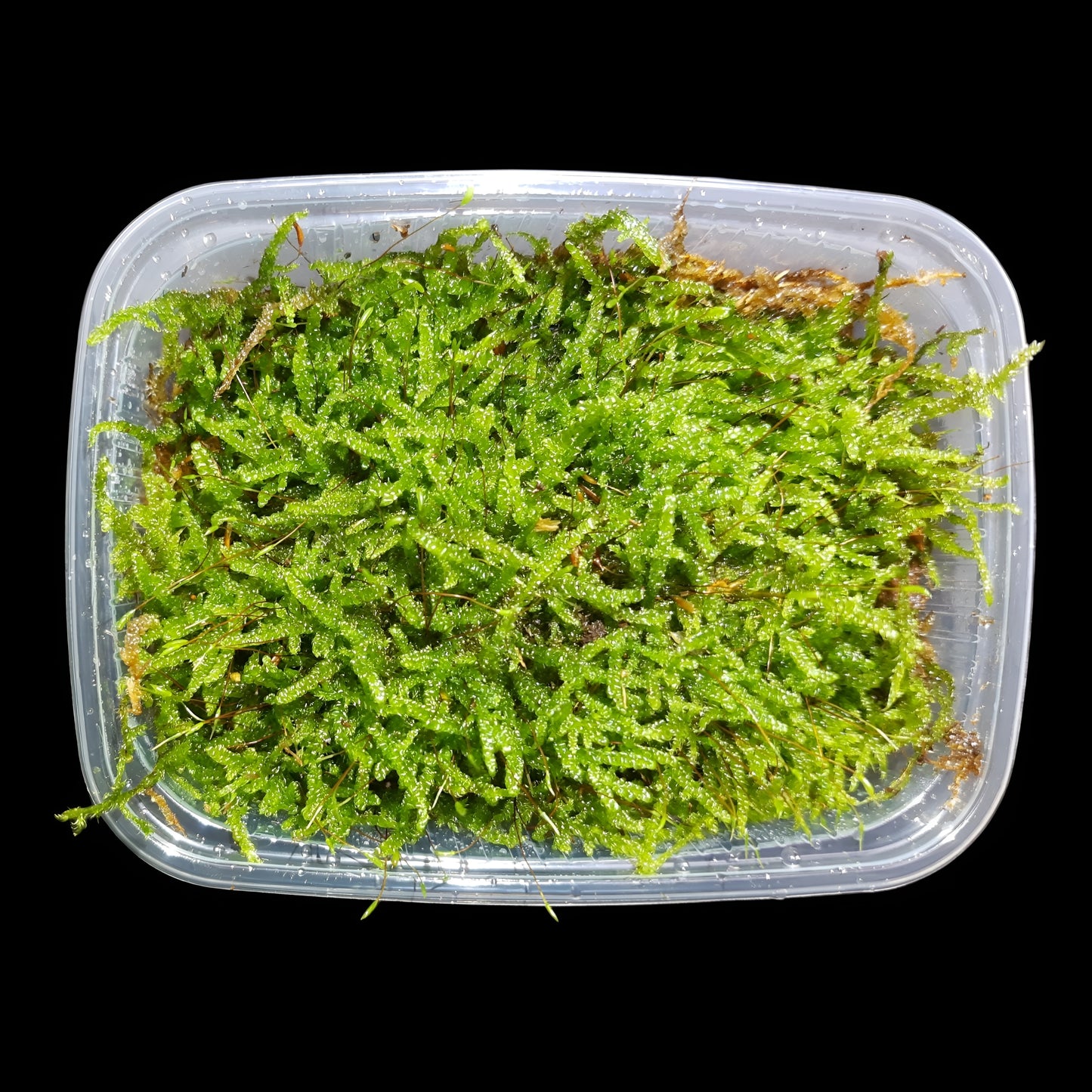 Zypressenschlafmoos (Hypnum cupressiforme)